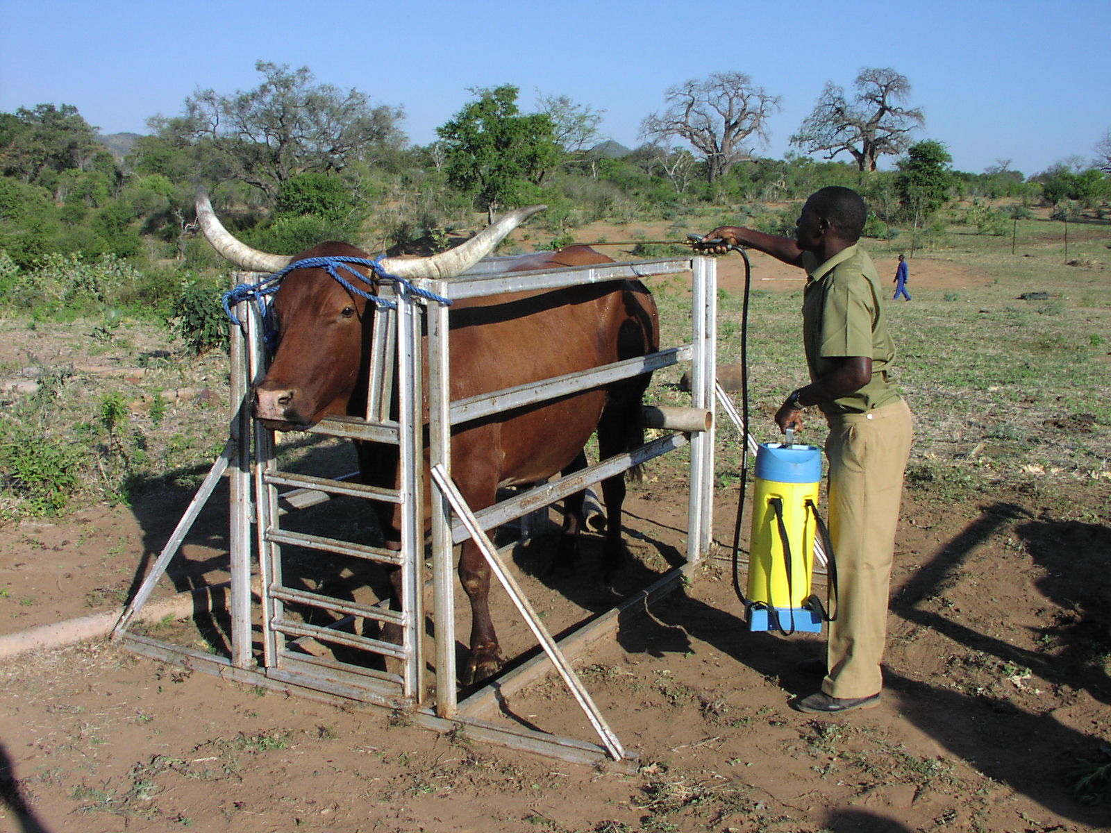 Procedures for treating cattle with a 1 formulation of deltamethrin