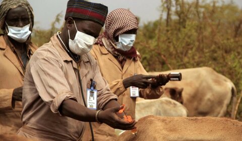 A cow is injected with the drug diminazen to treat trypanosomiasis (sleeping sickness) in Negele, Ethiopia US Army Africa / Flickr