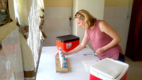 Testing the susceptibility of tsetse to insecticide-treated cattle.
