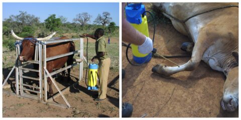Cattle being treated with insecticide using standard procedure, left, and restricted application method, right.